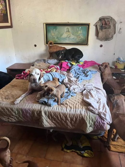 Inspecciones por presunto maltrato animal