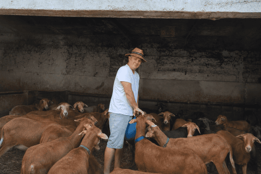 José Manuel Celorrio Dorta entre las ovejas pelibuey de la finca