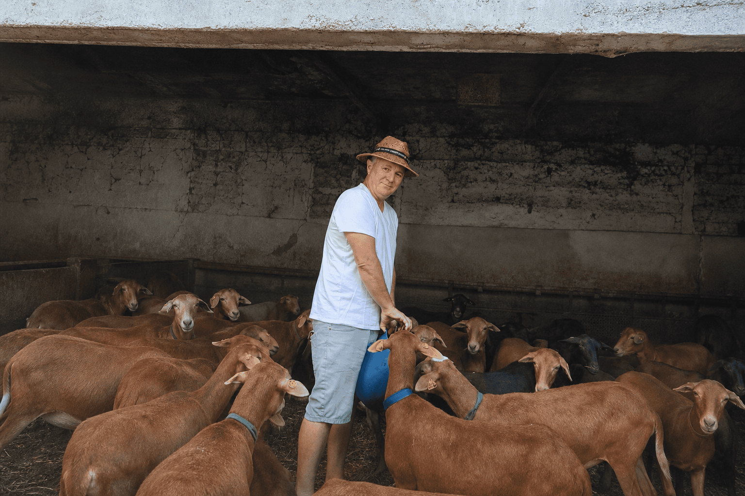 José Manuel Celorrio Dorta entre las ovejas pelibuey de la finca