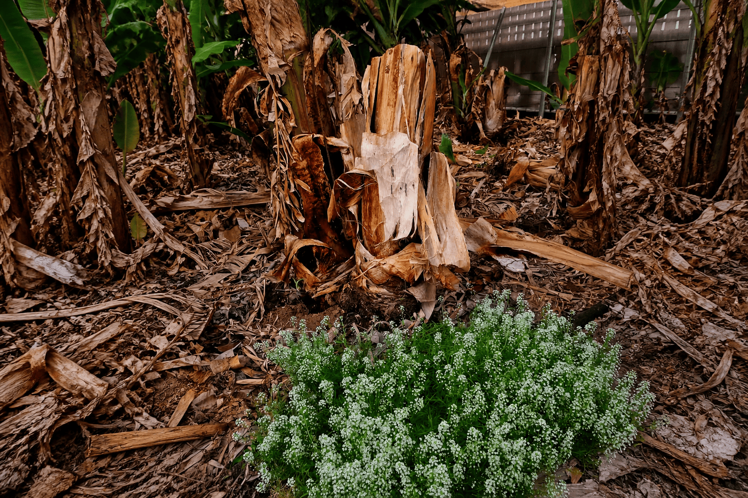 Vegetación auxiliar y restos de platanera en la finca