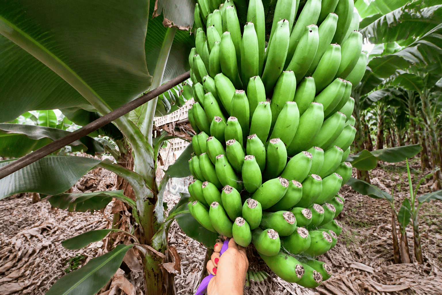 Racimo de plátanos en la finca
