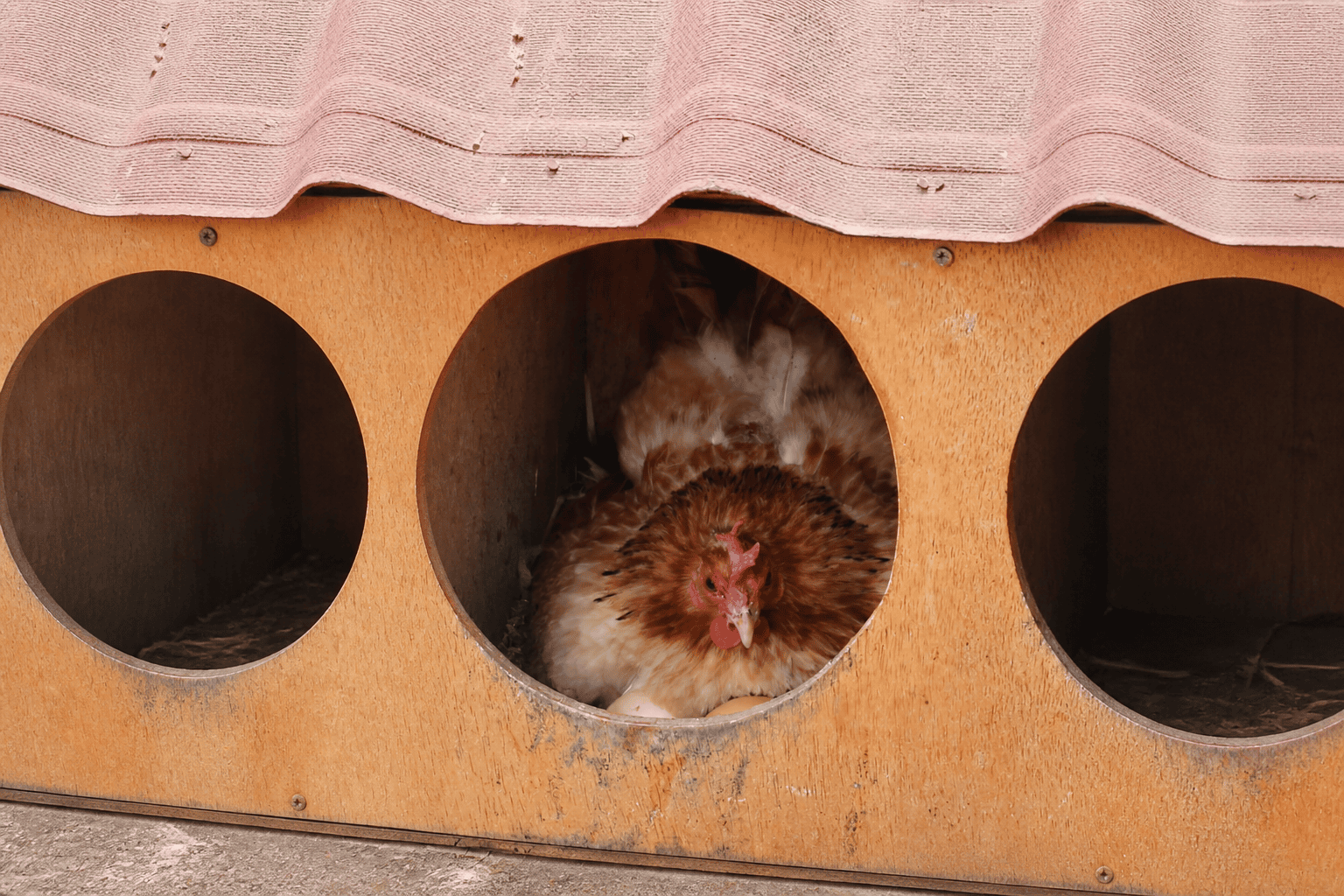 Gallina en uno de los nidos de madera de la finca