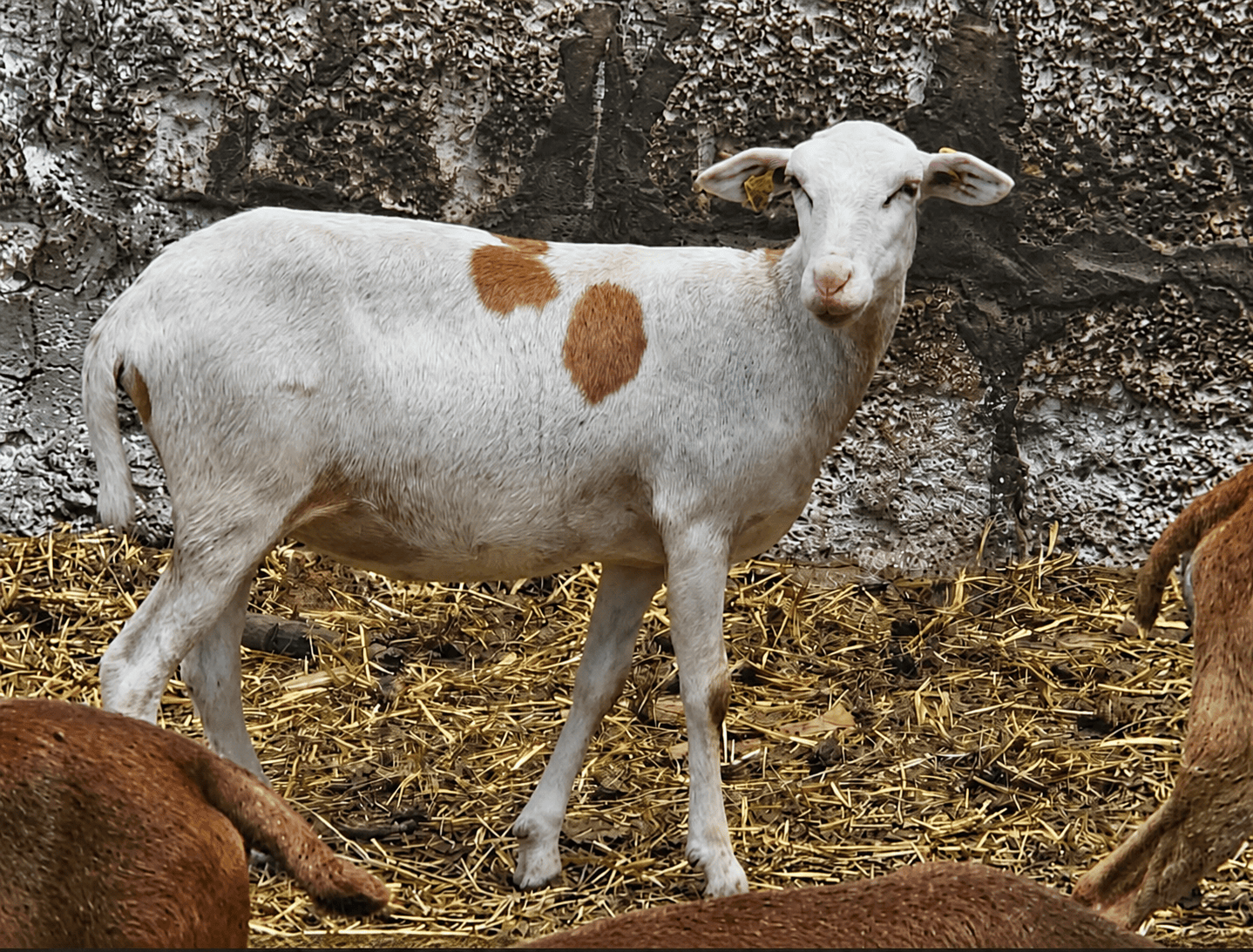 Oveja blanca con manchas castañas entre el rebaño
