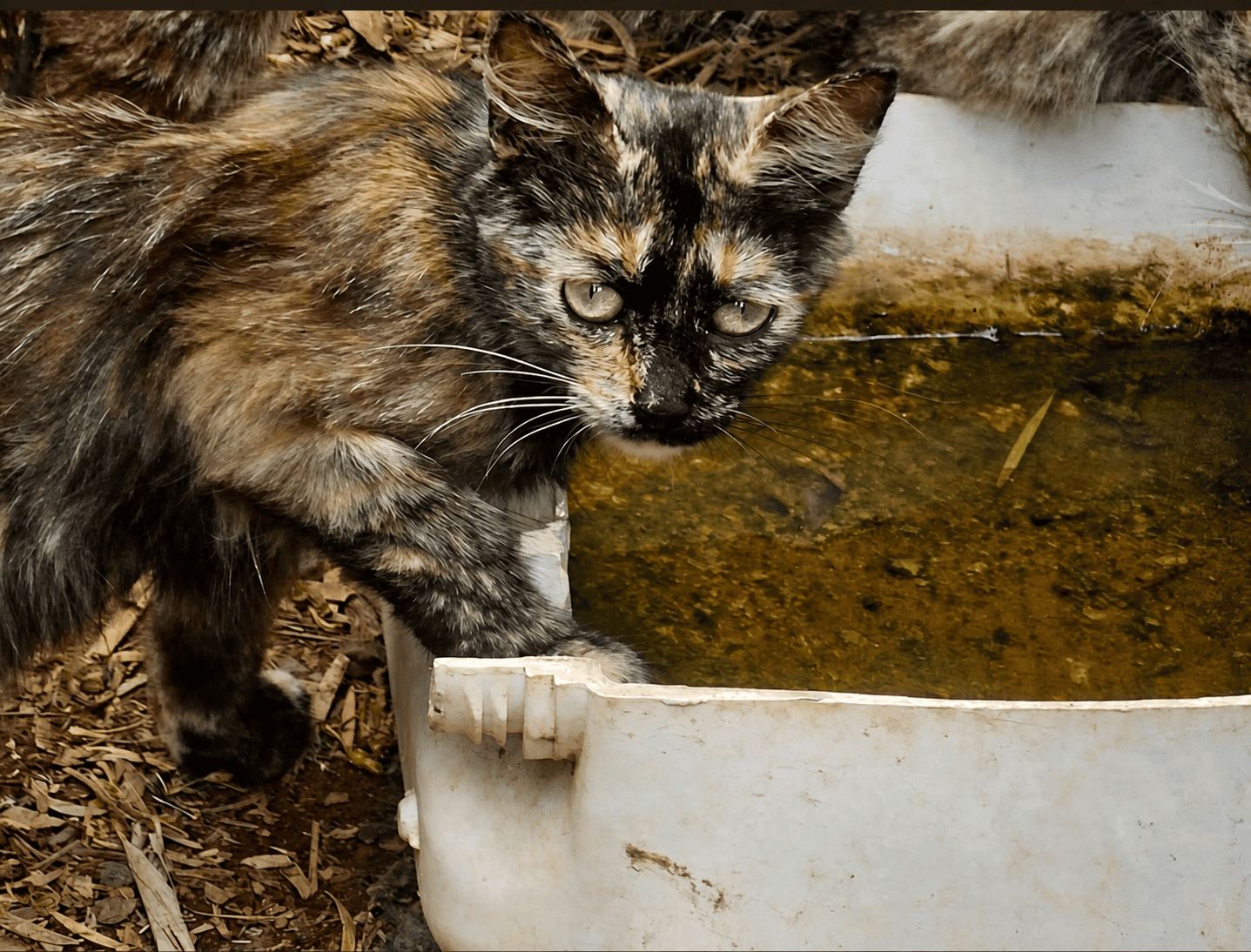 Gata carey bebiendo junto a la zona de los animales